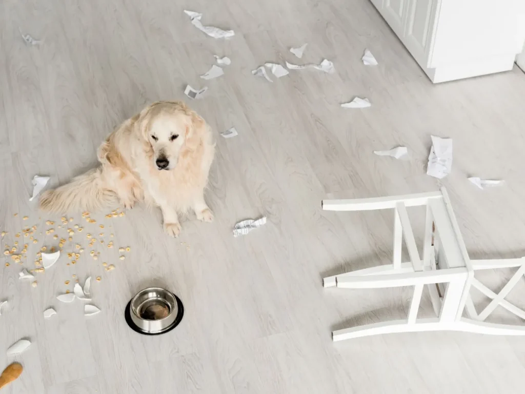 Managing Dog Separation Anxiety
 Golden Retriever with destroyed chair and mess on floor