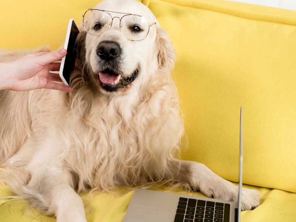 Professional Help for Dog Separation Anxiety Retriever at a laptop ansewering a phone