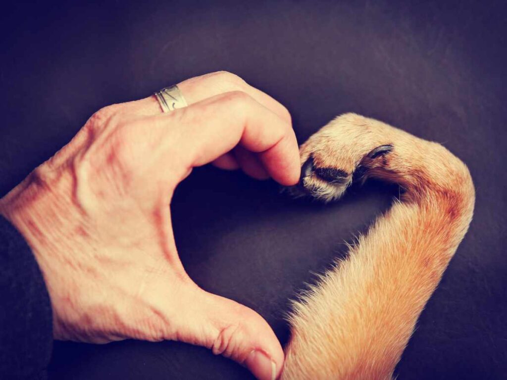 Professional Help for Dog Separation Anxiety human dnd go hands making a heart shape