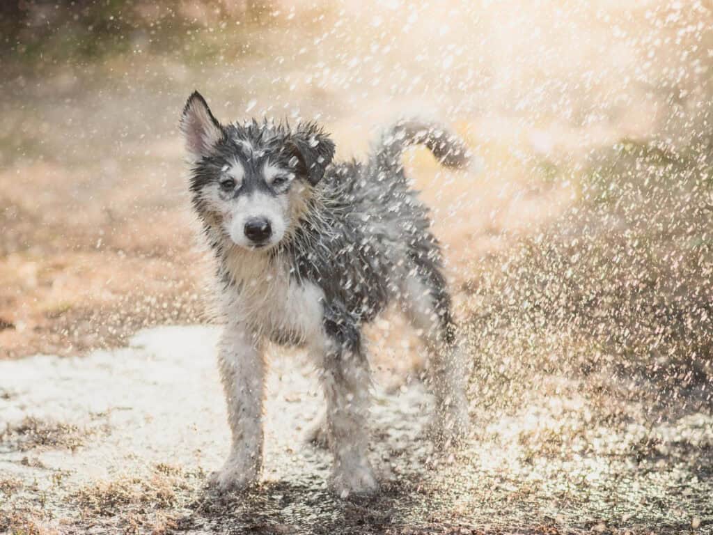 Rainy Days Indoor Dog Games - puppy in the rain