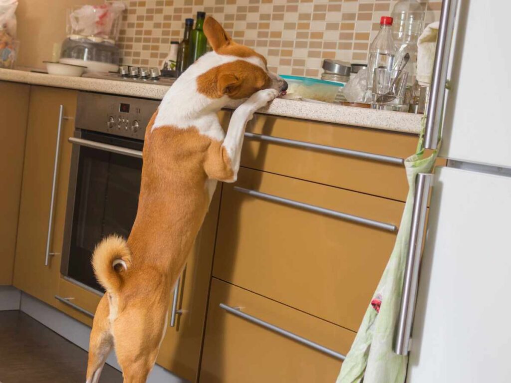 Signs and Symptoms of Dog Separation Anxiety Basenji countersurfing