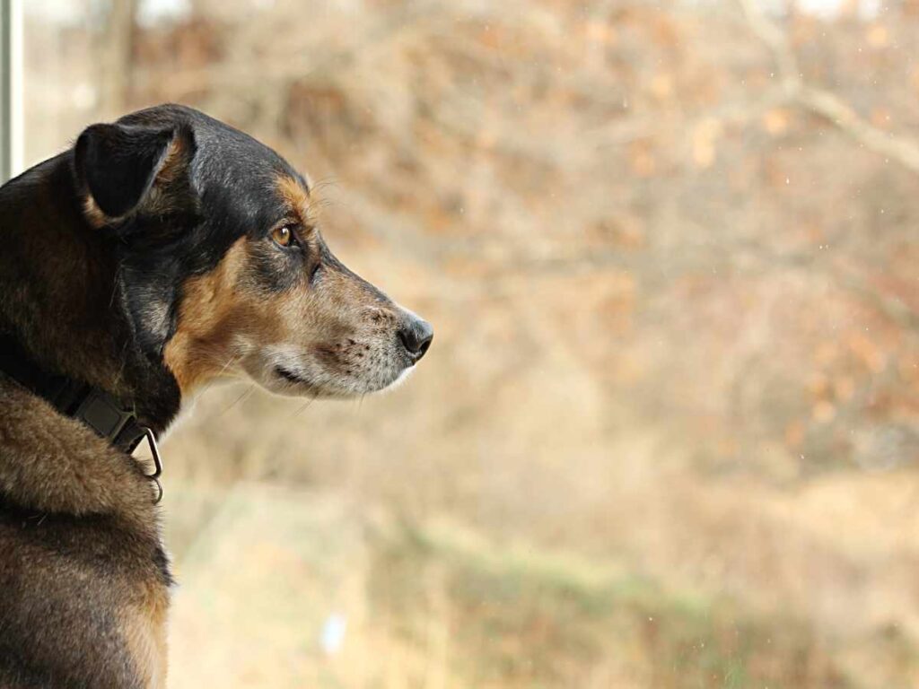 Signs and Symptoms of Dog Separation Anxiety dog staring out of winow