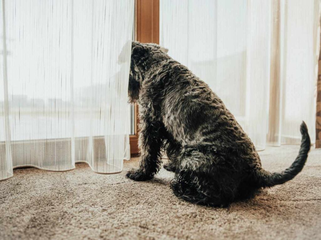 Signs and Symptoms of Dog Separation Anxiety dog poking head out of curtain looking through glass door