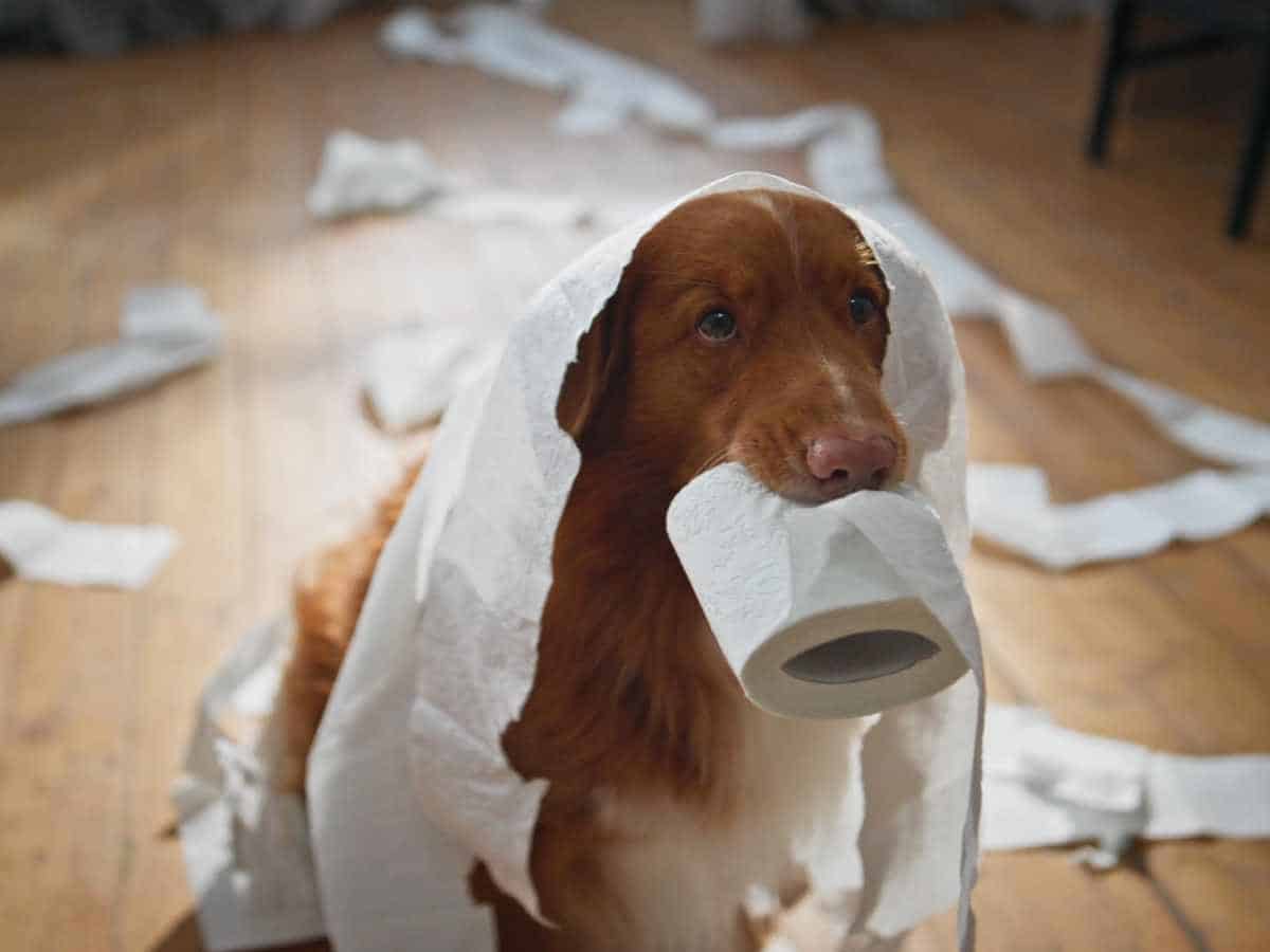 Signs and Symptoms of Dog Separation Anxiety - Ask The Pet Coach - Separation Anxiety Dog Signs