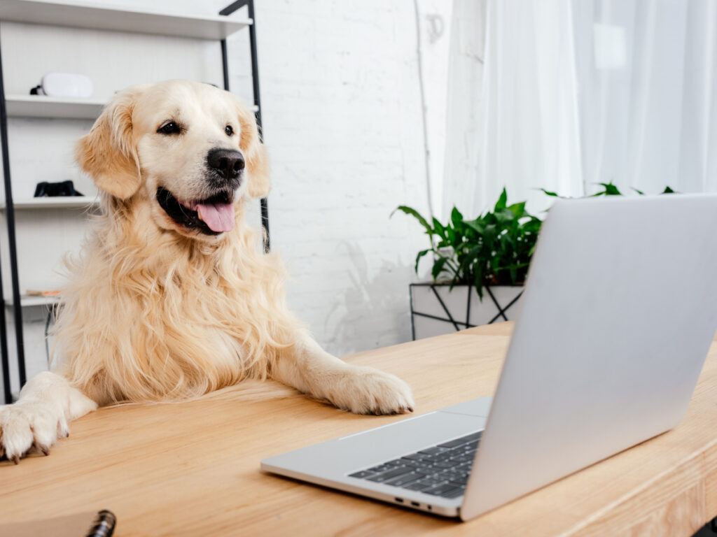 The importance of data tracking in dog separation anxiety training Retriever at a laptop