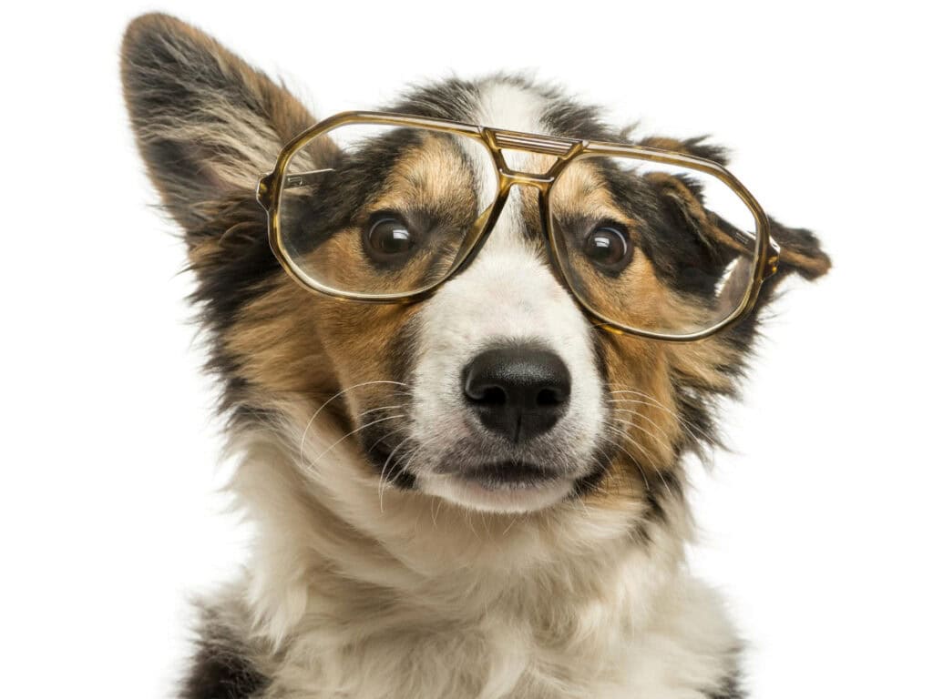 dog enrichment toys article dog in glasses