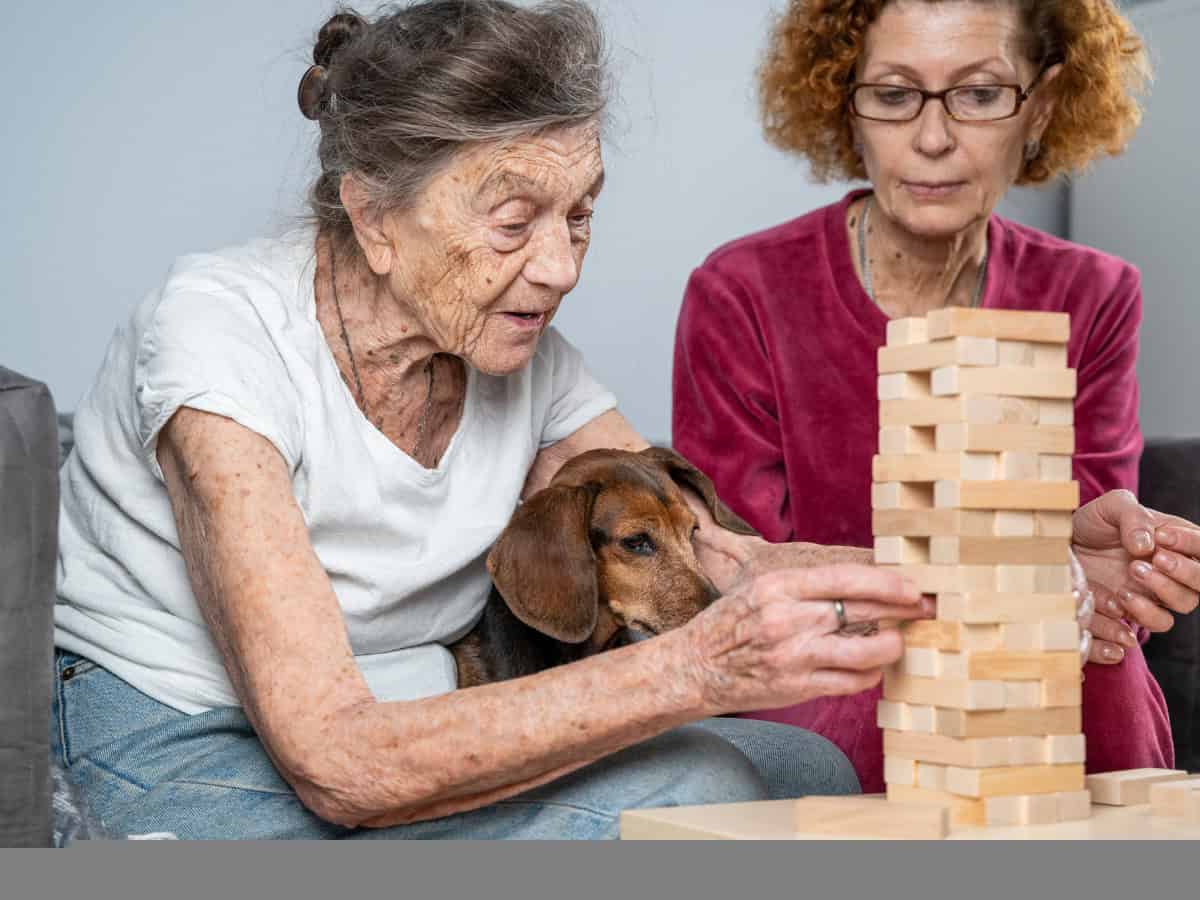 dog enrichment spaniel and humans playing jenga