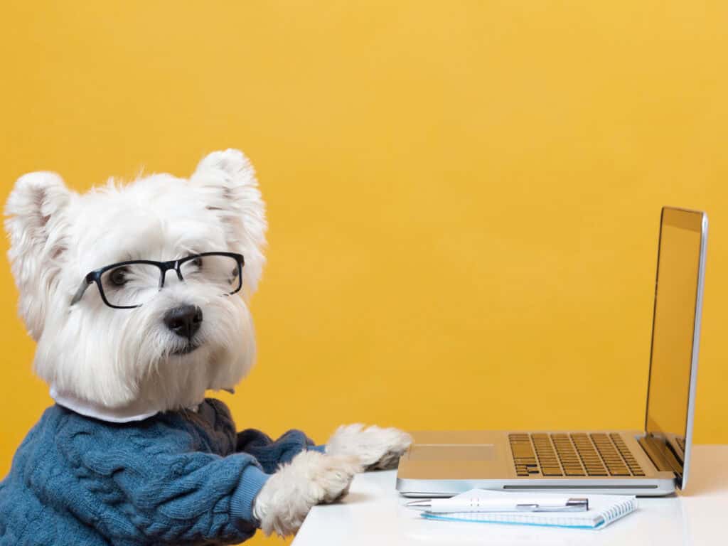 dog enrichment westie at laptop