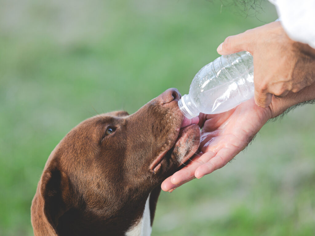 how much water should I give my puppy article image of a dog drinking from a water bottle