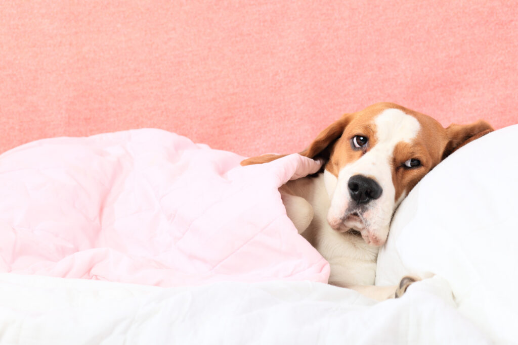 Holistic Dog Training Dog snoozing under a duvet