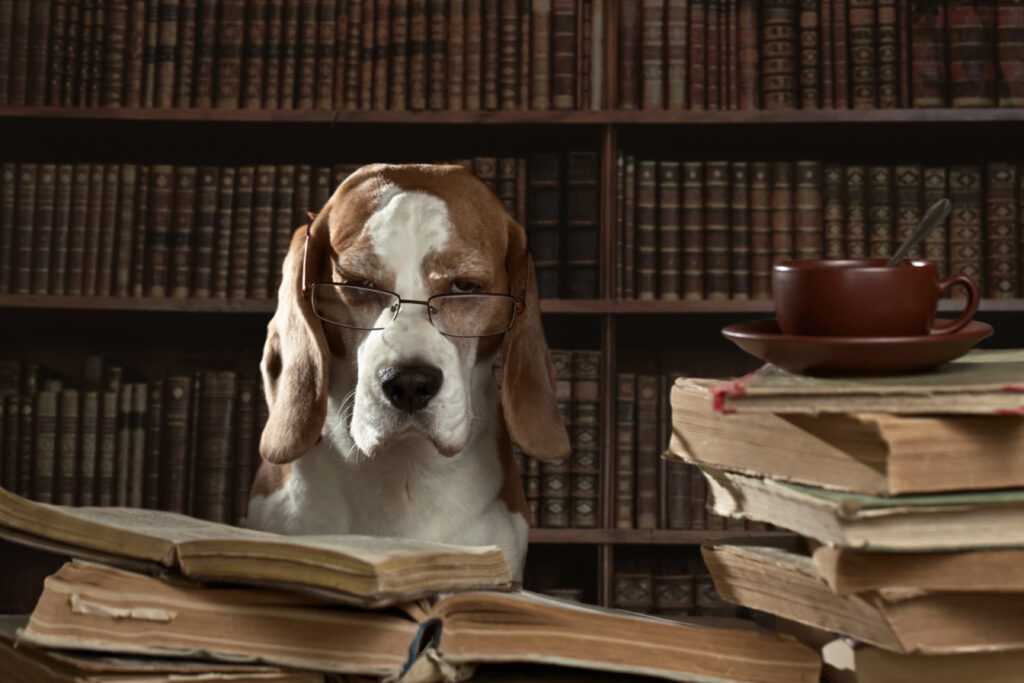 Holistic Dog Training Dog looking at old books