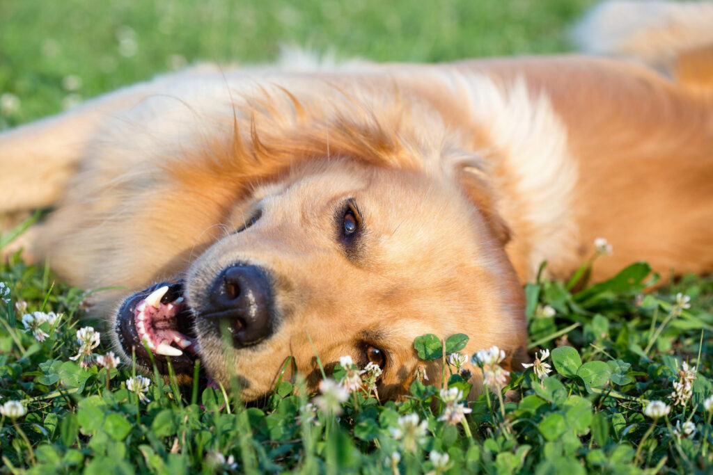 Holistic dog training Golden Retrieve lying in the grass