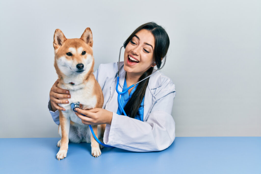 Holistic dog training, Vet examining a Shiba Inu