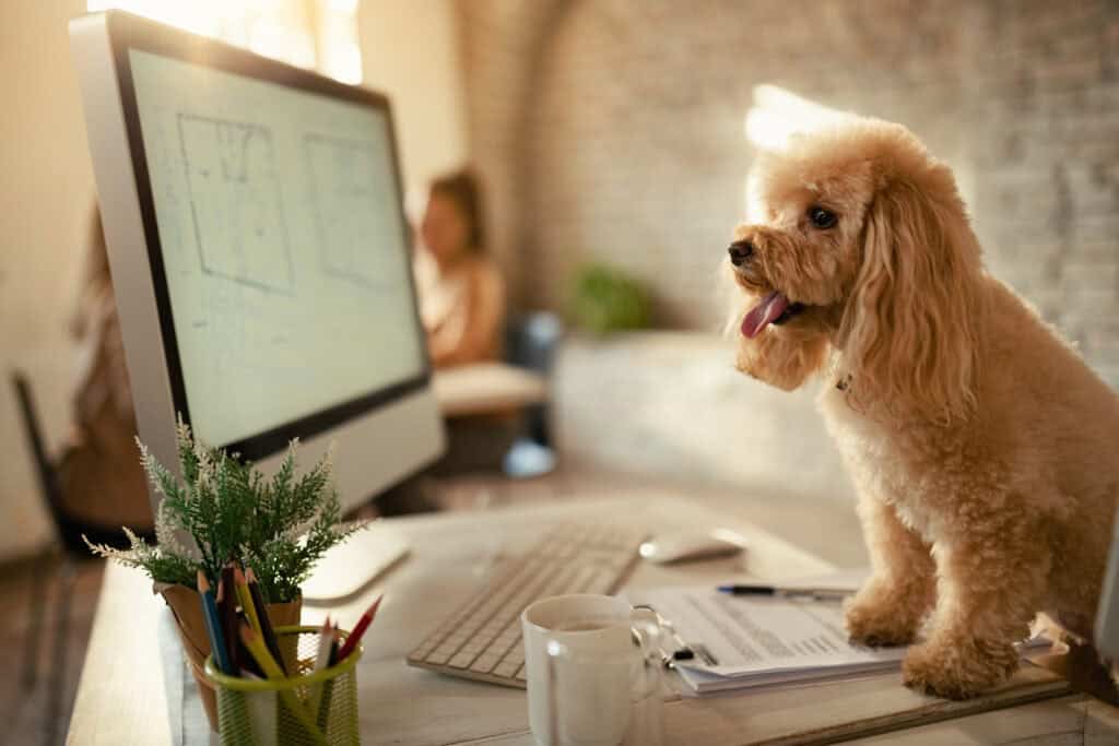 Gallery Detail: Dog Anxiety Treatment Plan Stop Your Pet S Suffering Today